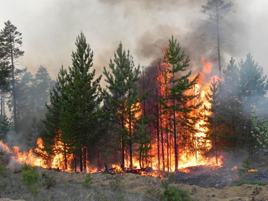 Огонь - враг для лесов и полей
