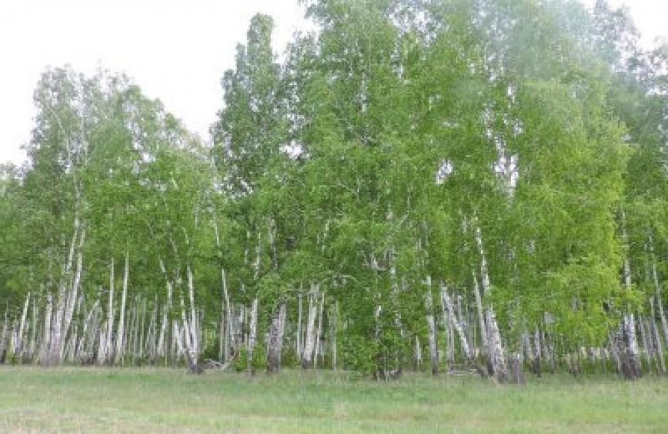 Люди стали чаще теряться в лесу в Новосибирской области