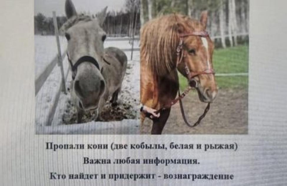 Двух пропавших очень доверчивых лошадей ищут в Искитимском районе безутешные хозяева