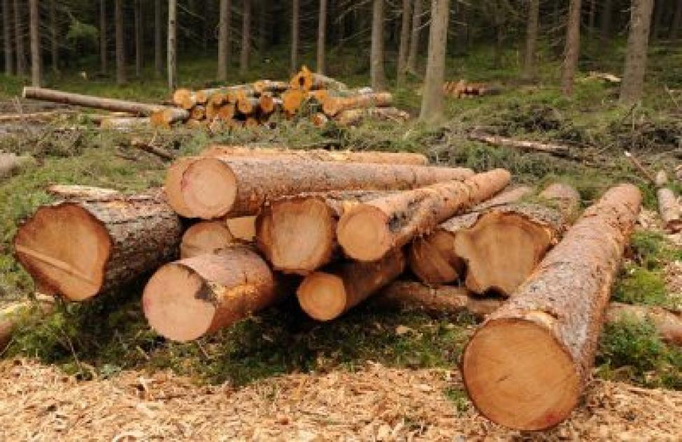 Жители области могут заказать дрова через Госуслуги