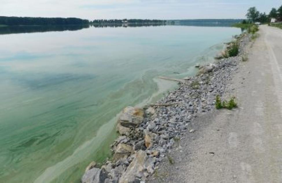 Зеленое маслянистое пятно в реке Бердь оказалось водорослями. Проводится экспертиза