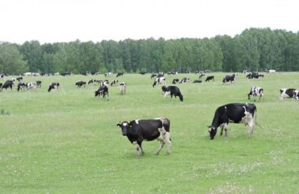 Гранты на развитие мясного и молочного скотоводства получат фермеры Новосибирской области