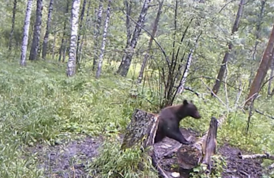 Как вести себя при встрече с медведем в лесу