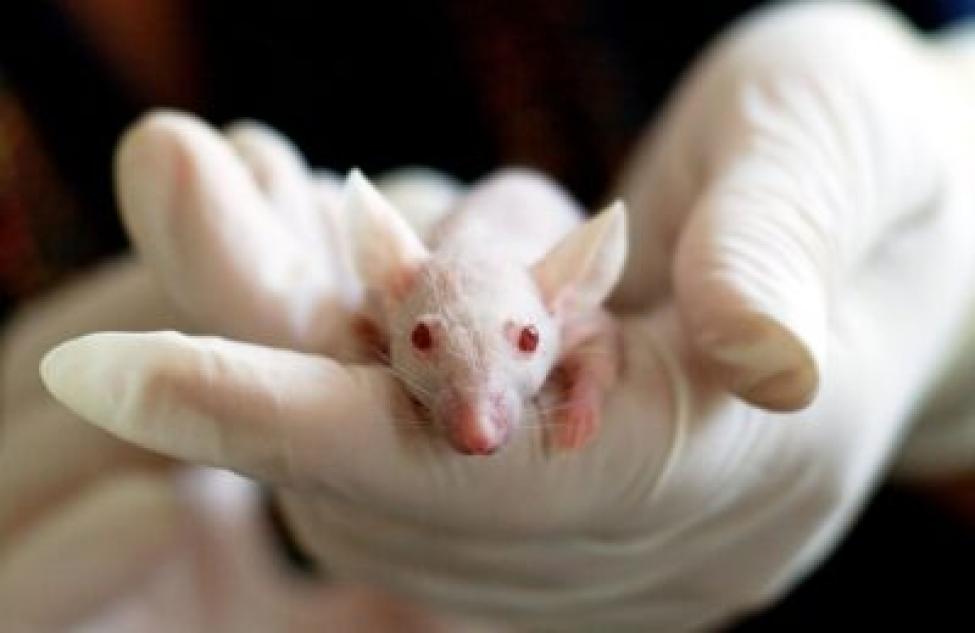 Новосибирские ученые не смогли заразить мышей коронавирусом