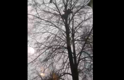 Смелый искитимец спас котенка, который просидел на дереве весь день