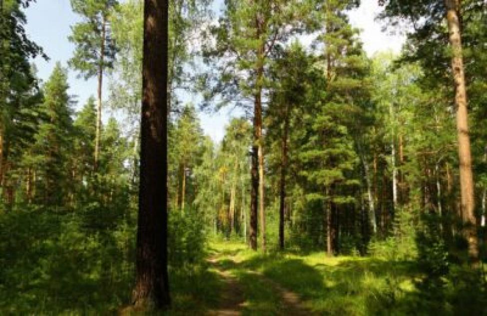 Природный парк «Караканский бор» планируют создать в Новосибирской области