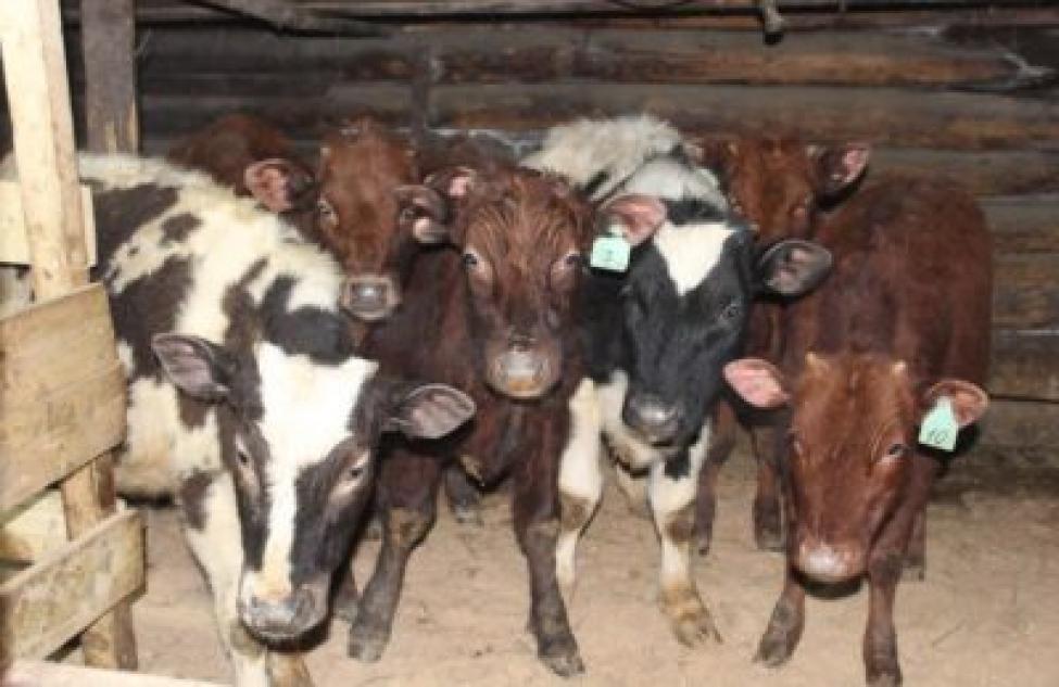 Деньги на корову могут получить жители Искитимского района по соцконтракту
