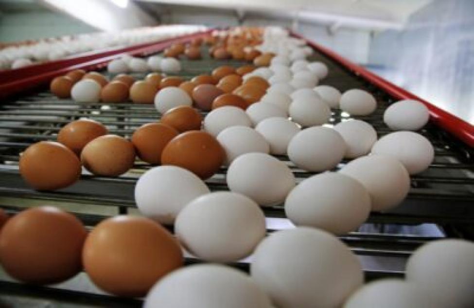 В два раза больше яиц производится на каждого жителя в Новосибирской области
