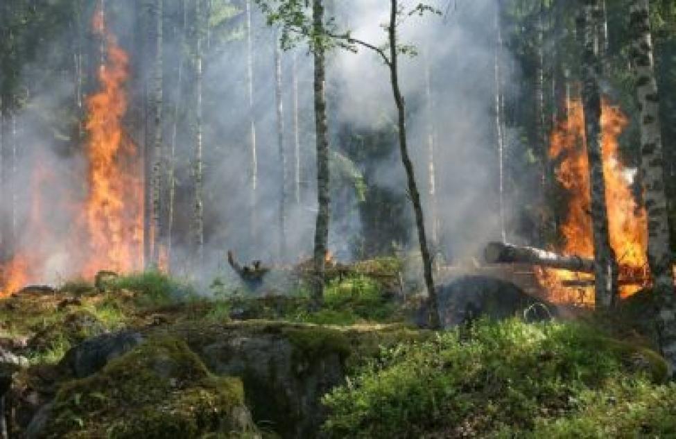 До 25 мая продлили противопожарный режим в Новосибирской области