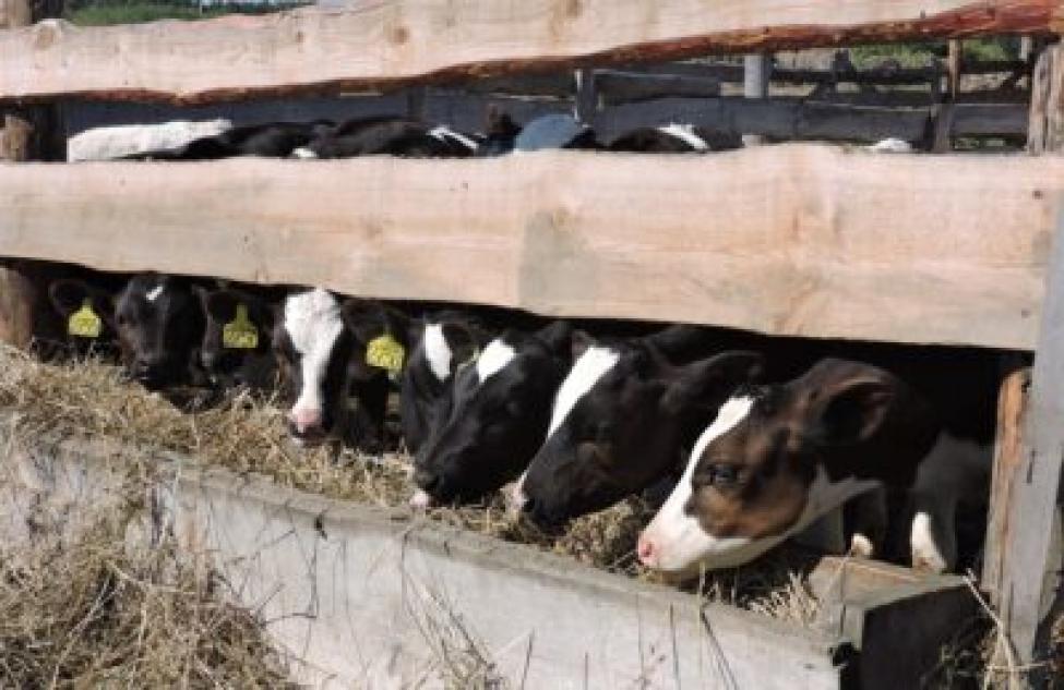 Мяса и молока станет больше из-за инвестпроектов в Новосибирской области