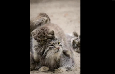 Видео с шестью играющими детенышами манула Мии из Новосибирского зоопарка опубликовали в соцсетях