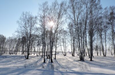 Морозы в конце декабря прогнозируют синоптики в Новосибирской области