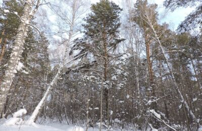 Прогноз погоды на февраль в Новосибирской области опубликовали синоптики
