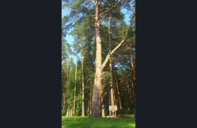 Трехсотлетняя сосна из Новосибирской области претендует на звание «Российское дерево года–2023»