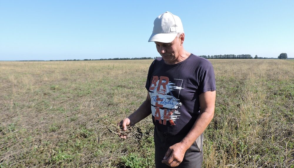 Владимир Галкин: "Весь горох высыпался. Стручки пустые". Фото Анны Зубаревой