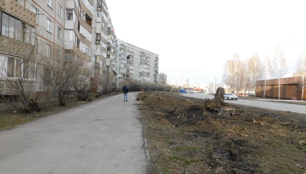 Старые тополя на проспекте Мира убрали. Фото Анны Зубаревой