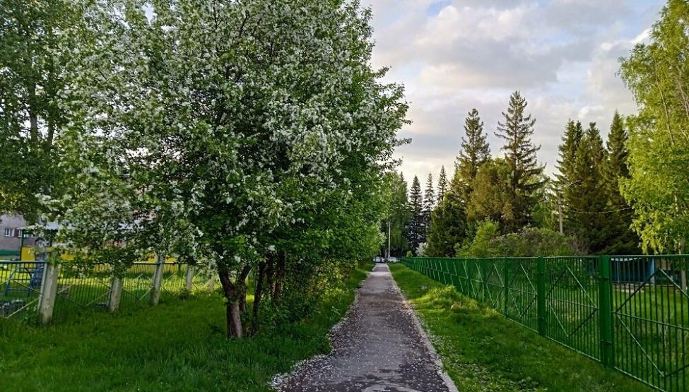 Хотелось бы в мае видеть только такой снег - из лепестков. Фото Анны Зубаревой