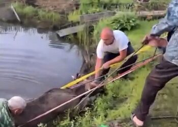 Скриншот видеозаписи спасения лося