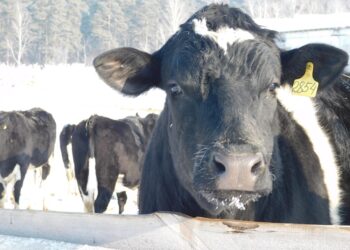 Фото из архива редакции, носит иллюстративный характер