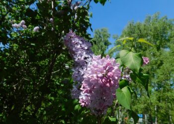 Цветет сирень. Фото Анны Зубаревой