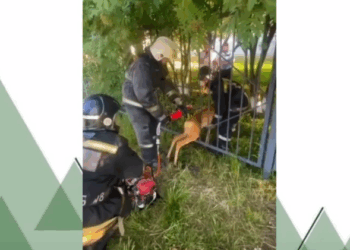 Скриншот с кадра видео Минприроды Новосибирской области