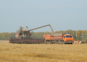 Урожай растет с  каждым годом. Фото Анны Зубаревой