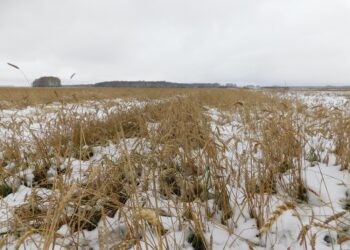 В полях лежит снег. Фото Анны Зубаревой