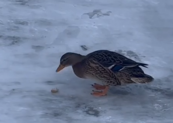 Скриншот кадра видео МБУК "Линевский Дом культуры"