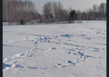 Фотография пресс-службы министерства природных ресурсов и  экологии Новосибирской области