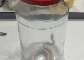 Скриншот видео группы Аварийно-спасательная служба НСО