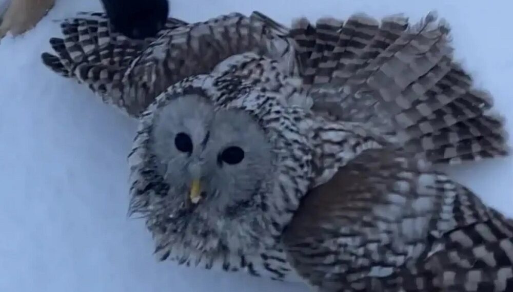 Фотография пресс-службы администрации Искитимского района