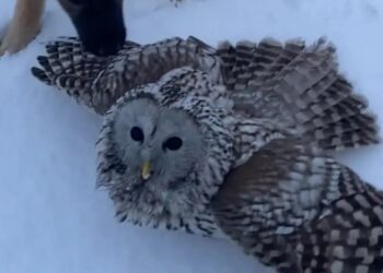 Фотография пресс-службы администрации Искитимского района