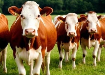 Картинка сгенерирована нейросетью Шедеврум