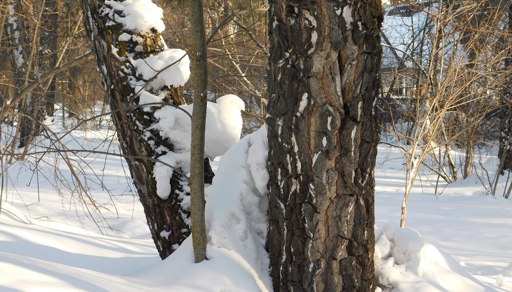 Фото анны Зубаревой