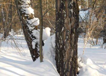 Фото анны Зубаревой