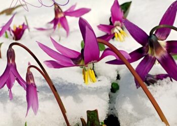 Фото пресс-службы администрации Искитимского района