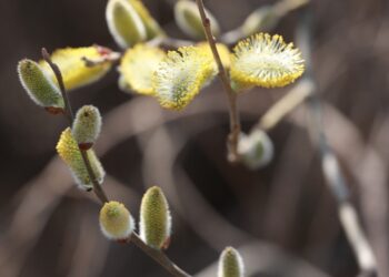 Фото из архива VN.ru