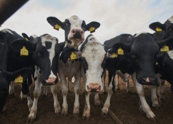 Фото из архива ИД "Советская Сибирь"