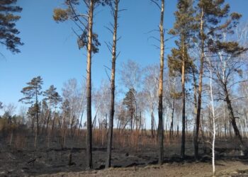 Последствия лесного пожара. Фото из архива редакции