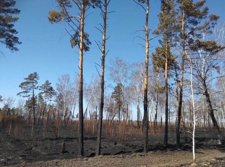 Последствия лесного пожара. Фото из архива редакции