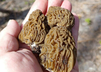 Фотографию редакции VN.ru предоставил Константин Зеленцов