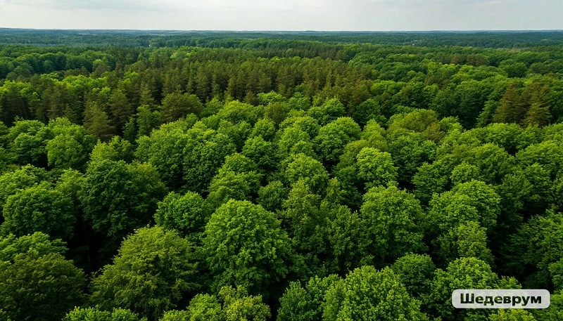 Картинка сгенерирована нейросетью Шедеврум
