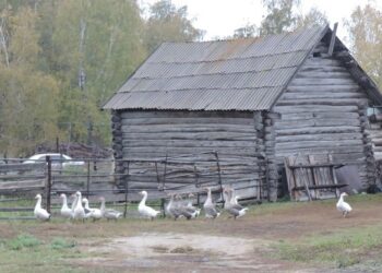 Если птицы в домашнем подворье болье десяти, надо ставить на учет. Фото из архива редакции
