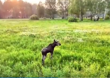 Скриншот кадра видео Минприроды Новосибирской области