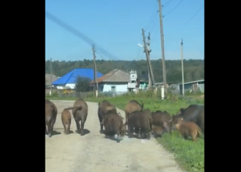 Семья диких кабанов гуляет по улицам села Мосты. Скриншот кадра видео  пресс-службы администрации Искитимского района