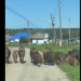 Семья диких кабанов гуляет по улицам села Мосты. Скриншот кадра видео  пресс-службы администрации Искитимского района