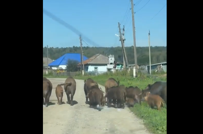 Семья диких кабанов гуляет по улицам села Мосты. Скриншот кадра видео пресс-службы администрации Искитимского района